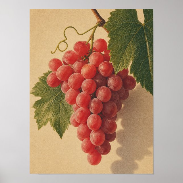 Poster uvas vermelhas natureza-morta vintage (Frente)
