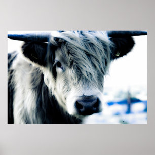 Poster Vaca das montanhas