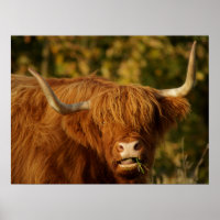 Vaca de Highland escocesa