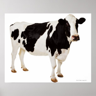 Pôster Vaca de Holstein (taurus do Bos)