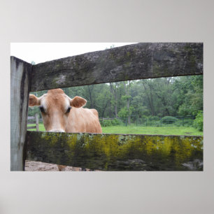 Poster Vaca do biscoito que espreita através da cerca