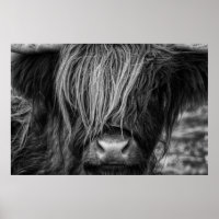 Vaca do planalto escocês, Highlander, Highlander,