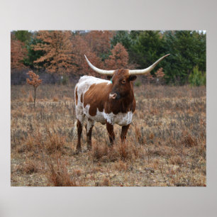 Poster Vaca do Texas Longhorn em outono Estilo de Fazenda