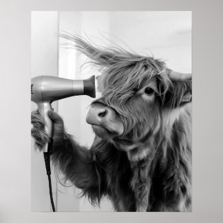 Poster Vaca Highland Doando Cabelo Estimulando Preparando
