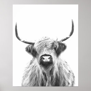Poster Vaca Highland Negra e Branca