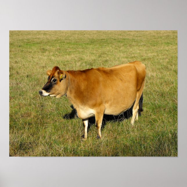 Pôster Vaca Jersey em Jersey (Frente)