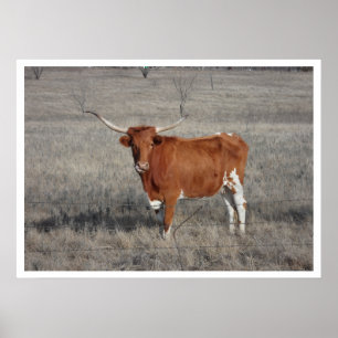 Pôster Vaca Longhorn em Pasture