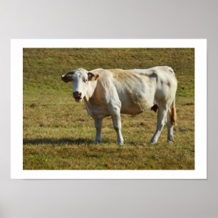 Poster Vaca loura de Aquitaine