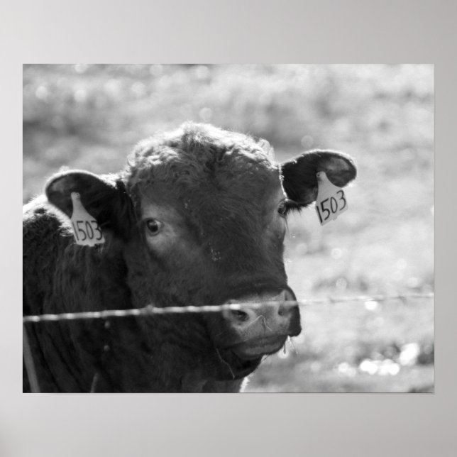 Poster Vaca preta e branca atrás da cerca de arame farpad (Frente)