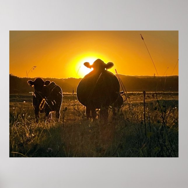 Poster Vacas ao Sol (Frente)