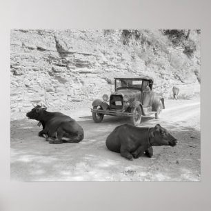Poster Vacas Bloqueando Estrada, 1940. Foto Antiga