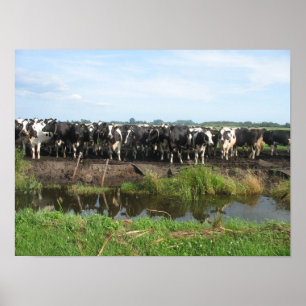 Pôster Vacas curiosas de Holstein do Frisian