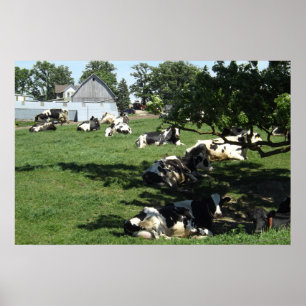 Pôster Vacas de descanso no cargo de Midwest da
