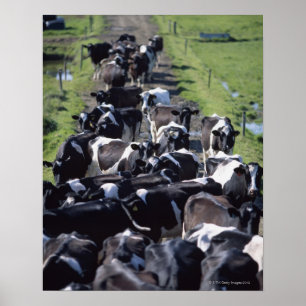 Pôster Vacas de leiteria de Fresian, esperando a ordenha,