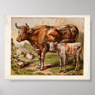 Pôster Vacas do vintage