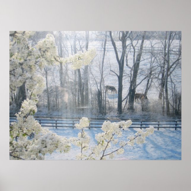 Poster Vacas em campo no inverno (Frente)