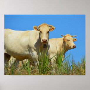 Poster Vacas em França