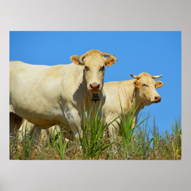 Poster Vacas em França (Frente)
