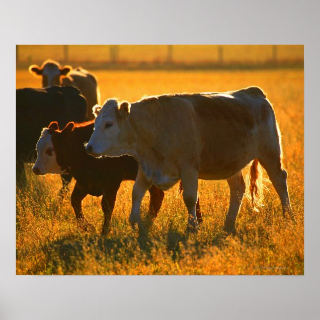 Pôster Vacas em pastagens 2 (Frente)