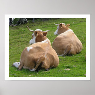 Poster Vacas em repouso na pastura