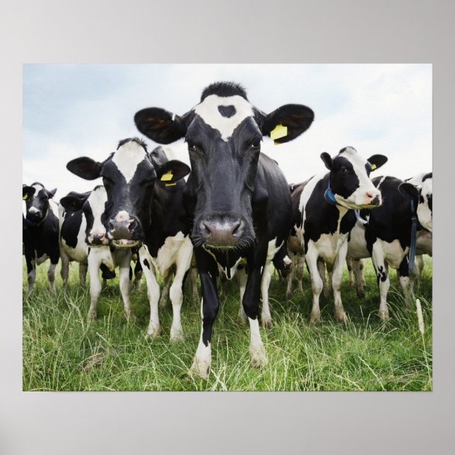 Poster Vacas em uma Linha (Frente)