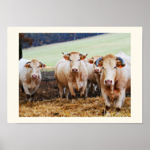 Pôster Vacas francesas