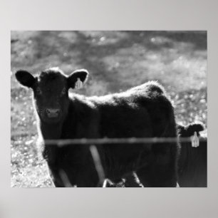 Poster Vacas jovens negras e brancas no campo 16x20