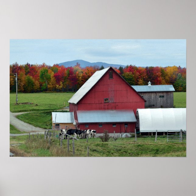 Pôster Vacas Leiteiras de Vermont no Celeiro Vermelho (Frente)