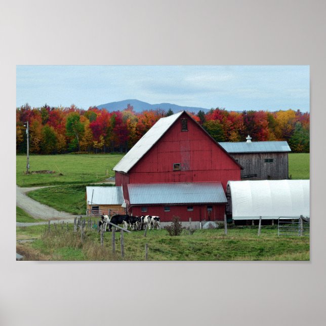 Poster Vacas leiteiras Vermont no Barn (Frente)