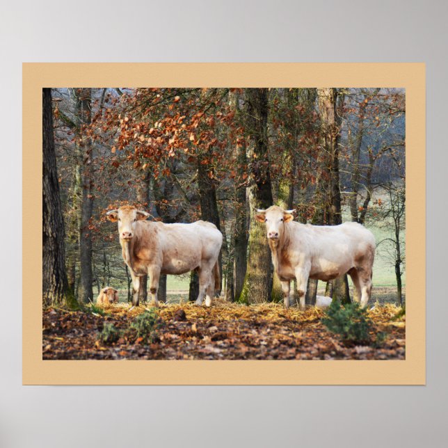 Poster Vacas na floresta, França (Frente)