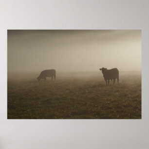 Pôster Vacas na foto da névoa