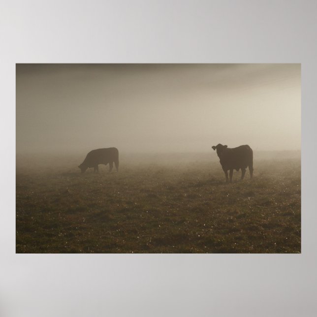 Pôster Vacas na Foto Mist (Frente)