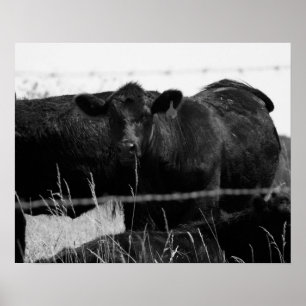 Poster Vacas negras e brancas atrás da cerca de arame far