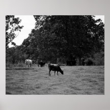 Vacas negras e brancas em uma encosta 16x20