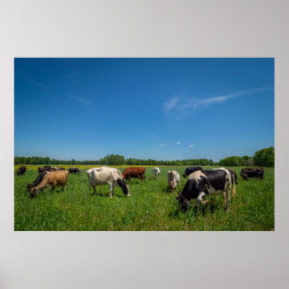 Poster Vacas pastando na Nice Farms Creamery
