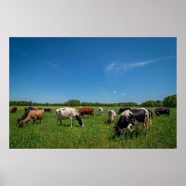 Poster Vacas pastando na Nice Farms Creamery (Frente)
