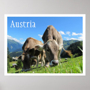 Pôster Vacas rastejando em Montanhas, Alpes Austríacos