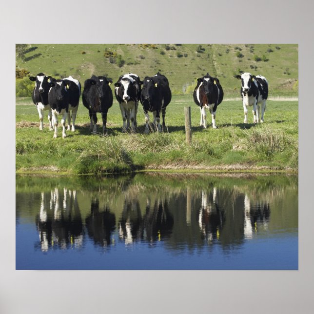 Poster Vacas refletidas no canal, Henley, Taieri Plain, (Frente)