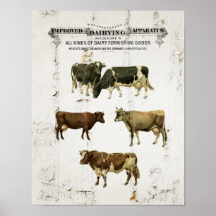 Poster Vacas rústicas velhas do estilo do vintage da vac