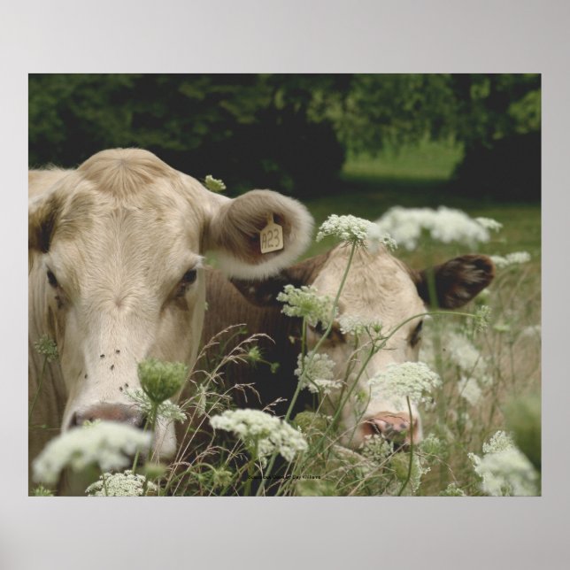 Pôster Vacas Suspeitas (Frente)