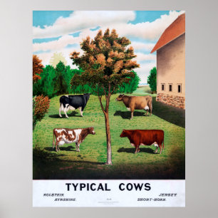 Pôster Vacas típicas
