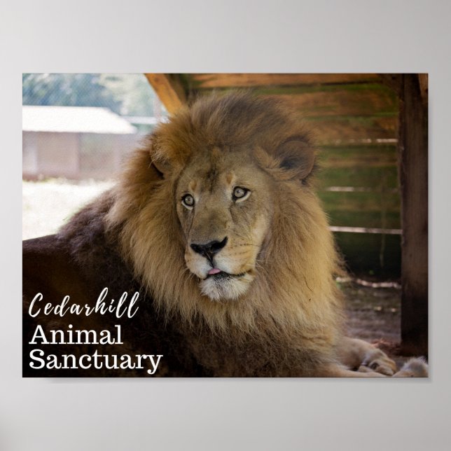 Poster Valentino (Frente)