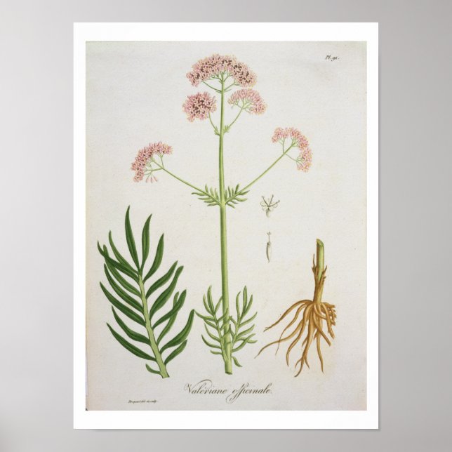 Poster Valerian do 'Phytographie Medicale' de Joseph Ro (Frente)