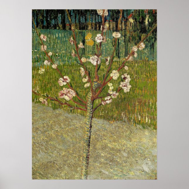 Poster Van Gogh - Amendoeira em Flor (Frente)