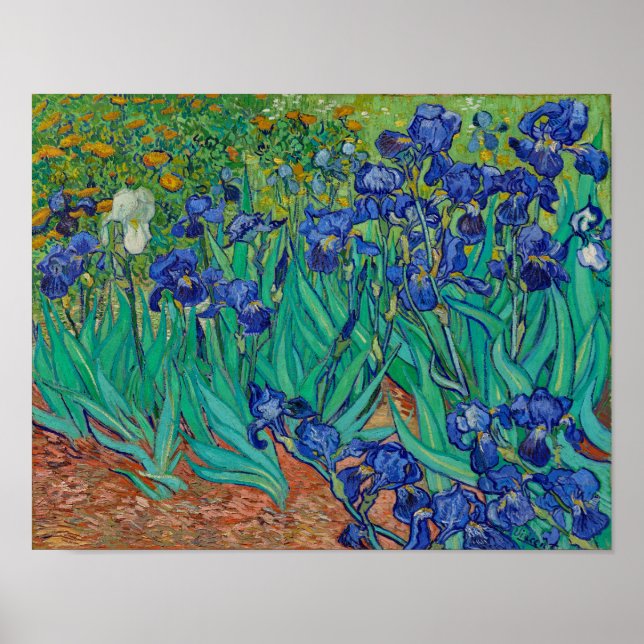 Poster Van Gogh Irises Floral Painting (Frente)