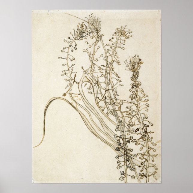 Poster Van Gogh - Tassel Hyacinth (Frente)