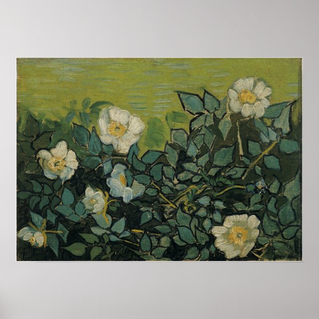 Poster Van Gogh - Wild Roses (Frente)