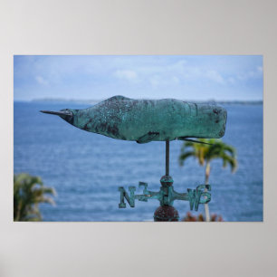 Poster Vano Meteorológico Da Baleia-Humpback