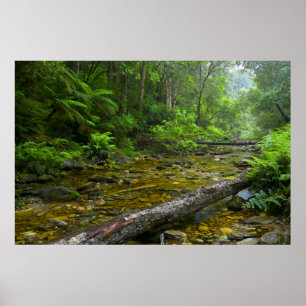 Poster Vapor no Bosque, Os Montes Knysna-Amatole
