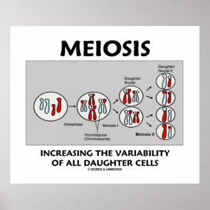 Poster Variabilidade crescente da meiose todas as pilhas